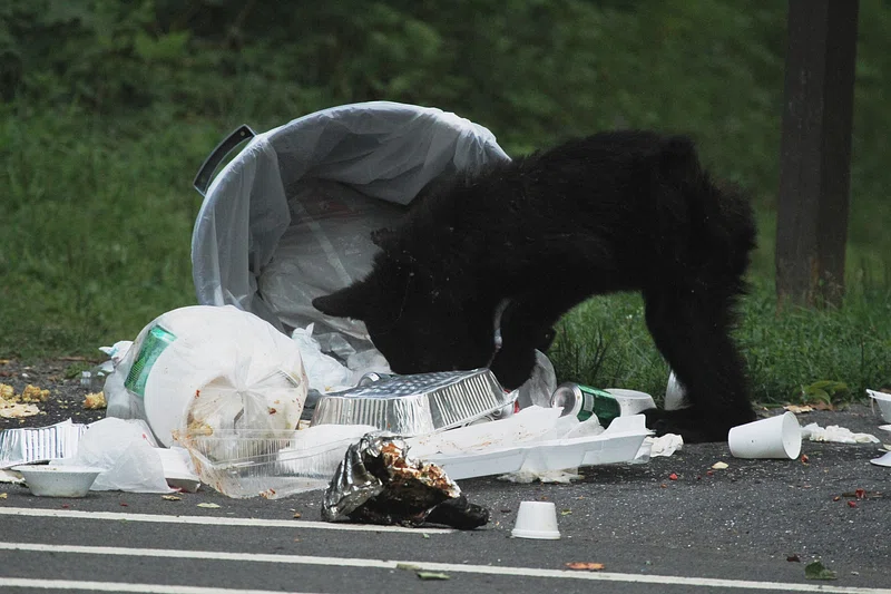 Bear eating garbage